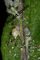 Sumpf-Kratzdistel, Cirsium palustre, Cirsium palustre, Sumpf-Kratzdistel, Asteraceae, mit Schnecke Kauf von 01489_cirsium_palustre_dsc_3104.jpg