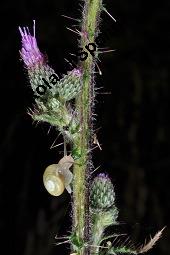 Sumpf-Kratzdistel, Cirsium palustre, Cirsium palustre, Sumpf-Kratzdistel, Asteraceae, mit Schnecke Kauf von 01489_cirsium_palustre_dsc_3106.jpg