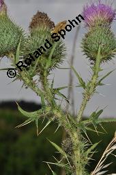 Gewöhnliche Kratzdistel, Lanzettblättrige Kratzdistel, Cirsium vulgare, Cirsium lanceolatum, Cirsium vulgare, Cirsium lanceolatum, Gewöhnliche Kratzdistel, Lanzettblättrige Kratzdistel, Asteraceae, Aufblühend Kauf von 01497_cirsium_vulgare_dsc_3024.jpg