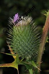 Gewöhnliche Kratzdistel, Lanzettblättrige Kratzdistel, Cirsium vulgare, Cirsium lanceolatum, Cirsium vulgare, Cirsium lanceolatum, Gewöhnliche Kratzdistel, Lanzettblättrige Kratzdistel, Asteraceae, Aufblühend Kauf von 01497_cirsium_vulgare_dsc_6629.jpg