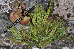 Braunstieliger Streifenfarn, Silikatliebender Brauner Streifenfarn, Asplenium trichomanes, Asplenium trichomanes, Braunstieliger Streifenfarn, Silikatliebender Brauner Streifenfarn, Farne, Habitus, an Küstenfelsen auf Irland Kauf von 01499_asplenium_trichomanes_dsc_0698.jpg