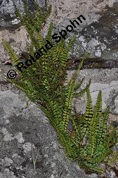 Braunstieliger Streifenfarn, Silikatliebender Brauner Streifenfarn, Asplenium trichomanes, Asplenium trichomanes, Braunstieliger Streifenfarn, Silikatliebender Brauner Streifenfarn, Farne, Habitus, an Küstenfelsen auf Irland Kauf von 01499_asplenium_trichomanes_dsc_0699.jpg