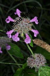 Wirbeldost, Clinopodium vulgare, Satureja vulgaris, Clinopodium vulgare, Satureja vulgaris, Wirbeldost, Lamiaceae, Blhend Kauf von 01500_clinopodium_vulgare_dsc_7759.jpg