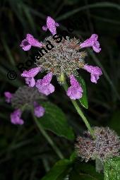 Wirbeldost, Clinopodium vulgare, Satureja vulgaris, Clinopodium vulgare, Satureja vulgaris, Wirbeldost, Lamiaceae, Blühend Kauf von 01500_clinopodium_vulgare_dsc_7760.jpg