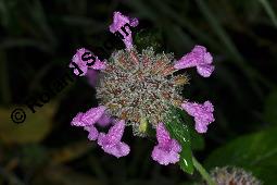 Wirbeldost, Clinopodium vulgare, Satureja vulgaris, Clinopodium vulgare, Satureja vulgaris, Wirbeldost, Lamiaceae, Blhend Kauf von 01500_clinopodium_vulgare_dsc_7761.jpg