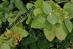 Wolliger Schneeball, Viburnum lantana, Viburnum lantana, Wolliger Schneeball, Caprifoliaceae, mit Blattgallen, mit Blattgalle von Gallmücke Sackenomyia reaumurii = Phlyctidobia solmsi Kauf von 01532_viburnum_lantana_dsc_1998.jpg