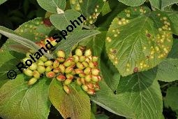 Wolliger Schneeball, Viburnum lantana, Viburnum lantana, Wolliger Schneeball, Caprifoliaceae, mit Blattgallen, mit Blattgalle von Gallmücke Sackenomyia reaumurii = Phlyctidobia solmsi Kauf von 01532_viburnum_lantana_dsc_1999.jpg