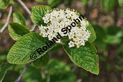 Wolliger Schneeball, Viburnum lantana, Viburnum lantana, Wolliger Schneeball, Caprifoliaceae, mit Blattgallen, mit Blattgalle von Gallmcke Sackenomyia reaumurii = Phlyctidobia solmsi Kauf von 01532_viburnum_lantana_dsc_3582.jpg