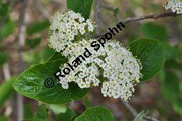 Wolliger Schneeball, Viburnum lantana, Viburnum lantana, Wolliger Schneeball, Caprifoliaceae, mit Blattgallen, mit Blattgalle von Gallmücke Sackenomyia reaumurii = Phlyctidobia solmsi Kauf von 01532_viburnum_lantana_dsc_3583.jpg