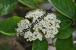 Wolliger Schneeball, Viburnum lantana, Viburnum lantana, Wolliger Schneeball, Caprifoliaceae, mit Blattgallen, mit Blattgalle von Gallmcke Sackenomyia reaumurii = Phlyctidobia solmsi Kauf von 01532_viburnum_lantana_dsc_3584.jpg