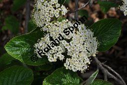 Wolliger Schneeball, Viburnum lantana, Viburnum lantana, Wolliger Schneeball, Caprifoliaceae, mit Blattgallen, mit Blattgalle von Gallmücke Sackenomyia reaumurii = Phlyctidobia solmsi Kauf von 01532_viburnum_lantana_dsc_3592.jpg