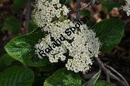 Wolliger Schneeball, Viburnum lantana, Viburnum lantana, Wolliger Schneeball, Caprifoliaceae, mit Blattgallen, mit Blattgalle von Gallmcke Sackenomyia reaumurii = Phlyctidobia solmsi Kauf von 01532_viburnum_lantana_dsc_3592.jpg