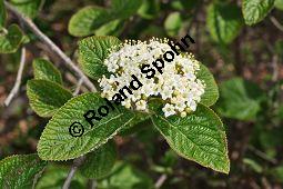 Wolliger Schneeball, Viburnum lantana, Viburnum lantana, Wolliger Schneeball, Caprifoliaceae, mit Blattgallen, mit Blattgalle von Gallmücke Sackenomyia reaumurii = Phlyctidobia solmsi Kauf von 01532_viburnum_lantana_dsc_3593.jpg