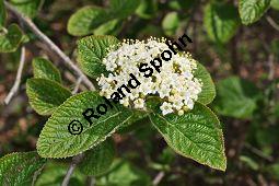 Wolliger Schneeball, Viburnum lantana, Viburnum lantana, Wolliger Schneeball, Caprifoliaceae, mit Blattgallen, mit Blattgalle von Gallmcke Sackenomyia reaumurii = Phlyctidobia solmsi Kauf von 01532_viburnum_lantana_dsc_3593.jpg