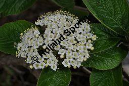 Wolliger Schneeball, Viburnum lantana, Viburnum lantana, Wolliger Schneeball, Caprifoliaceae, mit Blattgallen, mit Blattgalle von Gallmücke Sackenomyia reaumurii = Phlyctidobia solmsi Kauf von 01532_viburnum_lantana_dsc_3594.jpg