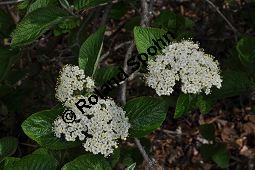 Wolliger Schneeball, Viburnum lantana, Viburnum lantana, Wolliger Schneeball, Caprifoliaceae, mit Blattgallen, mit Blattgalle von Gallmcke Sackenomyia reaumurii = Phlyctidobia solmsi Kauf von 01532_viburnum_lantana_dsc_3595.jpg