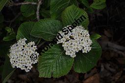 Wolliger Schneeball, Viburnum lantana, Viburnum lantana, Wolliger Schneeball, Caprifoliaceae, mit Blattgallen, mit Blattgalle von Gallmücke Sackenomyia reaumurii = Phlyctidobia solmsi Kauf von 01532_viburnum_lantana_dsc_3596.jpg