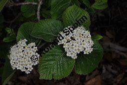 Wolliger Schneeball, Viburnum lantana, Viburnum lantana, Wolliger Schneeball, Caprifoliaceae, mit Blattgallen, mit Blattgalle von Gallmcke Sackenomyia reaumurii = Phlyctidobia solmsi Kauf von 01532_viburnum_lantana_dsc_3596.jpg