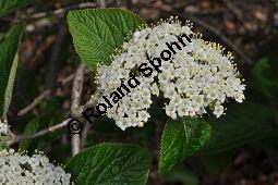 Wolliger Schneeball, Viburnum lantana, Viburnum lantana, Wolliger Schneeball, Caprifoliaceae, mit Blattgallen, mit Blattgalle von Gallmcke Sackenomyia reaumurii = Phlyctidobia solmsi Kauf von 01532_viburnum_lantana_dsc_3597.jpg