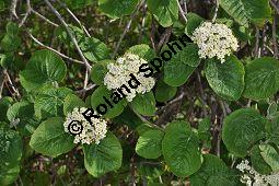 Wolliger Schneeball, Viburnum lantana, Viburnum lantana, Wolliger Schneeball, Caprifoliaceae, mit Blattgallen, mit Blattgalle von Gallmücke Sackenomyia reaumurii = Phlyctidobia solmsi Kauf von 01532_viburnum_lantana_dsc_3598.jpg