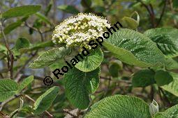 Wolliger Schneeball, Viburnum lantana, Viburnum lantana, Wolliger Schneeball, Caprifoliaceae, mit Blattgallen, mit Blattgalle von Gallmücke Sackenomyia reaumurii = Phlyctidobia solmsi Kauf von 01532_viburnum_lantana_dsc_3599.jpg