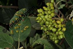 Wolliger Schneeball, Viburnum lantana, Viburnum lantana, Wolliger Schneeball, Caprifoliaceae, mit Blattgallen, mit Blattgalle von Gallmücke Sackenomyia reaumurii = Phlyctidobia solmsi Kauf von 01532_viburnum_lantana_dsc_6001.jpg