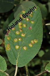 Wolliger Schneeball, Viburnum lantana, Viburnum lantana, Wolliger Schneeball, Caprifoliaceae, mit Blattgallen, mit Blattgalle von Gallmücke Sackenomyia reaumurii = Phlyctidobia solmsi Kauf von 01532_viburnum_lantana_dsc_6002.jpg