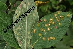 Wolliger Schneeball, Viburnum lantana, Viburnum lantana, Wolliger Schneeball, Caprifoliaceae, mit Blattgallen, mit Blattgalle von Gallmücke Sackenomyia reaumurii = Phlyctidobia solmsi Kauf von 01532_viburnum_lantana_dsc_6003.jpg