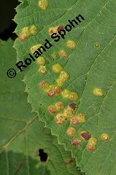 Wolliger Schneeball, Viburnum lantana, Viburnum lantana, Wolliger Schneeball, Caprifoliaceae, mit Blattgallen, mit Blattgalle von Gallmücke Sackenomyia reaumurii = Phlyctidobia solmsi Kauf von 01532_viburnum_lantana_dsc_6004.jpg