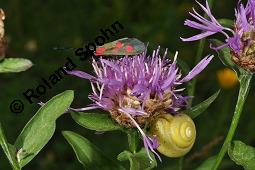 Wiesen-Flockenblume, Centaurea jacea, Jacea communis, Centaurea jacea, Jacea communis, Wiesen-Flockenblume, Asteraceae, Bltenkrbchen, mit Fallkfer (Cryptocephalus sp.) Kauf von 01533_centaurea_jacea_dsc_1908.jpg