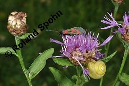 Wiesen-Flockenblume, Centaurea jacea, Jacea communis, Centaurea jacea, Jacea communis, Wiesen-Flockenblume, Asteraceae, Bltenkrbchen, mit Fallkfer (Cryptocephalus sp.) Kauf von 01533_centaurea_jacea_dsc_1909.jpg