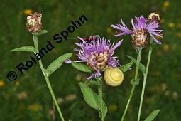 Wiesen-Flockenblume, Centaurea jacea, Jacea communis, Centaurea jacea, Jacea communis, Wiesen-Flockenblume, Asteraceae, Blütenkörbchen, mit Fallkäfer (Cryptocephalus sp.) Kauf von 01533_centaurea_jacea_dsc_1910.jpg