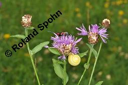 Wiesen-Flockenblume, Centaurea jacea, Jacea communis, Centaurea jacea, Jacea communis, Wiesen-Flockenblume, Asteraceae, Bltenkrbchen, mit Fallkfer (Cryptocephalus sp.) Kauf von 01533_centaurea_jacea_dsc_1911.jpg