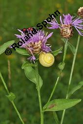 Wiesen-Flockenblume, Centaurea jacea, Jacea communis, Centaurea jacea, Jacea communis, Wiesen-Flockenblume, Asteraceae, Blütenkörbchen, mit Fallkäfer (Cryptocephalus sp.) Kauf von 01533_centaurea_jacea_dsc_1912.jpg