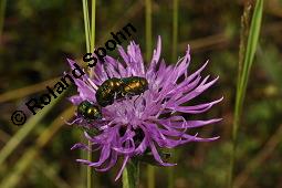 Wiesen-Flockenblume, Centaurea jacea, Jacea communis, Centaurea jacea, Jacea communis, Wiesen-Flockenblume, Asteraceae, Blütenkörbchen, mit Fallkäfer (Cryptocephalus sp.) Kauf von 01533_centaurea_jacea_dsc_5534.jpg