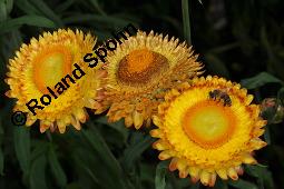 Garten-Strohblume, Helichrysum bracteatum, Helichrysum bracteatum, Garten-Strohblume, Asteraceae, Blhend Kauf von 01550_helichrysum_bracteatum_dsc_6876.jpg