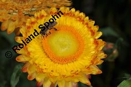 Garten-Strohblume, Helichrysum bracteatum, Helichrysum bracteatum, Garten-Strohblume, Asteraceae, Blhend Kauf von 01550_helichrysum_bracteatum_dsc_6877.jpg