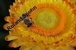 Garten-Strohblume, Helichrysum bracteatum, Helichrysum bracteatum, Garten-Strohblume, Asteraceae, Blhend Kauf von 01550_helichrysum_bracteatum_dsc_6878.jpg