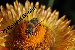 Garten-Strohblume, Helichrysum bracteatum, Helichrysum bracteatum, Garten-Strohblume, Asteraceae, Blhend Kauf von 01550_helichrysum_bracteatum_dsc_6881.jpg