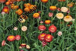 Garten-Strohblume, Helichrysum bracteatum, Helichrysum bracteatum, Garten-Strohblume, Asteraceae, Blühend Kauf von 01550_helichrysum_bracteatum_dsc_6884.jpg