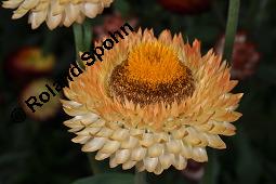 Garten-Strohblume, Helichrysum bracteatum, Helichrysum bracteatum, Garten-Strohblume, Asteraceae, Blühend Kauf von 01550_helichrysum_bracteatum_dsc_6885.jpg