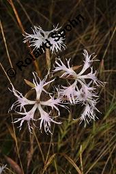 Pracht-Nelke, Dianthus superbus, Dianthus superbus, Pracht-Nelke, Caryophyllaceae, Blühend Kauf von 01553_dianthus_superbus_dsc_3087.jpg