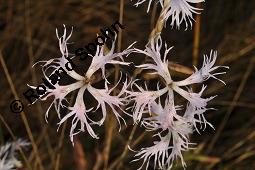 Pracht-Nelke, Dianthus superbus, Dianthus superbus, Pracht-Nelke, Caryophyllaceae, Blühend Kauf von 01553_dianthus_superbus_dsc_3088.jpg