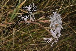 Pracht-Nelke, Dianthus superbus, Dianthus superbus, Pracht-Nelke, Caryophyllaceae, Blhend Kauf von 01553_dianthus_superbus_dsc_3089.jpg