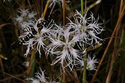 Pracht-Nelke, Dianthus superbus, Dianthus superbus, Pracht-Nelke, Caryophyllaceae, Blhend Kauf von 01553_dianthus_superbus_dsc_3090.jpg