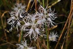 Pracht-Nelke, Dianthus superbus, Dianthus superbus, Pracht-Nelke, Caryophyllaceae, Blühend Kauf von 01553_dianthus_superbus_dsc_3091.jpg