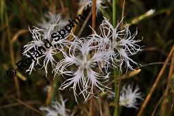 Pracht-Nelke, Dianthus superbus, Dianthus superbus, Pracht-Nelke, Caryophyllaceae, Blühend Kauf von 01553_dianthus_superbus_dsc_3092.jpg