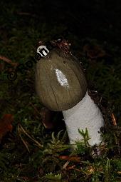 Stinkmorchel, Phallus impudicus, Phallus impudicus, Stinkmorchel, Basidiomyceten, Fruchtkörper Kauf von 01579_phallus_impudicus_dsc_7736.jpg