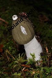 Stinkmorchel, Phallus impudicus, Phallus impudicus, Stinkmorchel, Basidiomyceten, Fruchtkrper Kauf von 01579_phallus_impudicus_dsc_7737.jpg