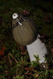 Stinkmorchel, Phallus impudicus, Phallus impudicus, Stinkmorchel, Basidiomyceten, Fruchtkrper Kauf von 01579_phallus_impudicus_dsc_7739.jpg